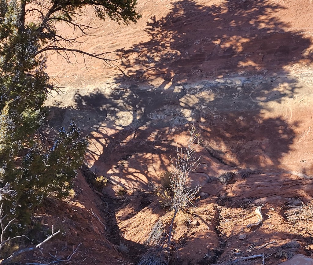 Photo from the juniper forest alcove